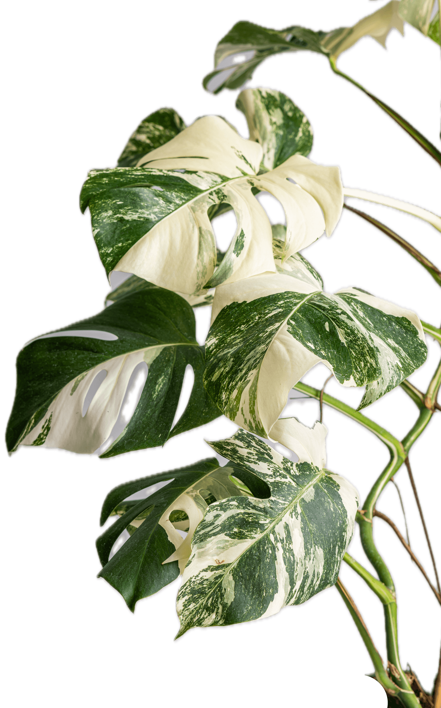 Monstera deliciosa